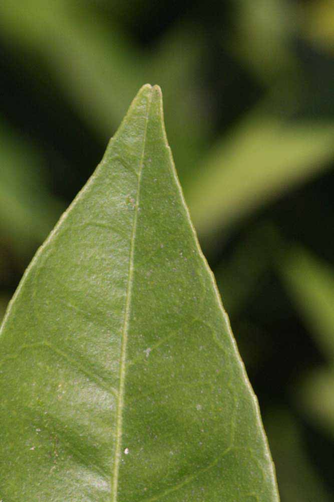              Margin (Riverside, CA)       